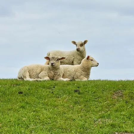 Haus Plesse Norddeich (Norden)